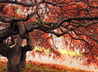 ddos压力测试网页端